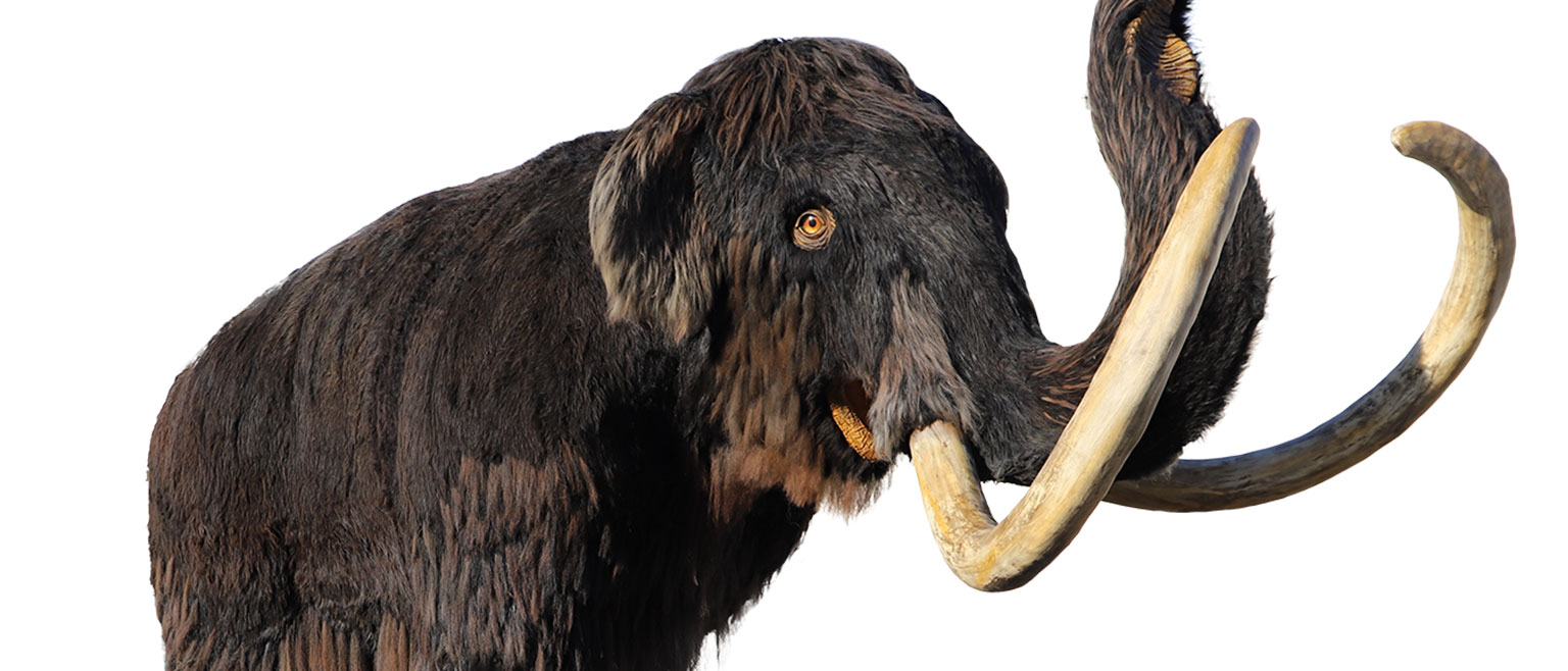 Eiszeittiere — Pleistozän-Fauna in lebensgroßen Figuren