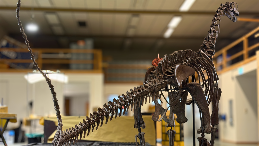 Europasaurus Skelett aufgebaut, von hinten fotografiert.