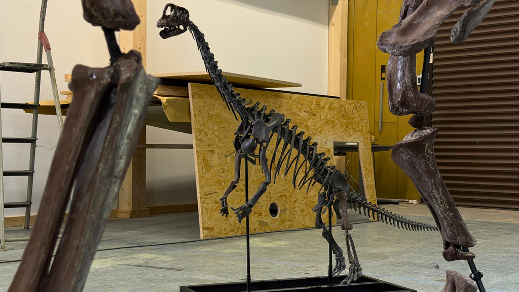 Aufgebautes Europasaurus Skelett Jungtier in der Halle.
