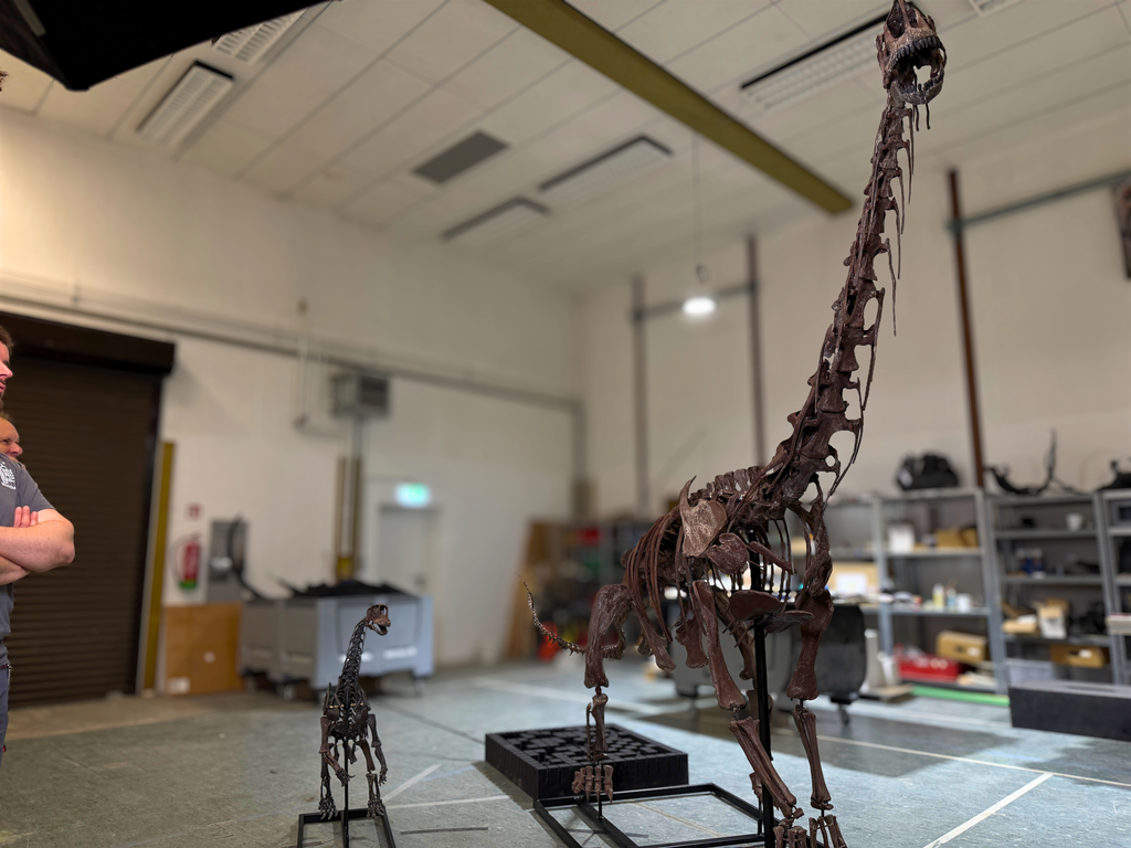 2 Europasaurus Skelette ferrtig gebaut in der Dinobauer Halle.